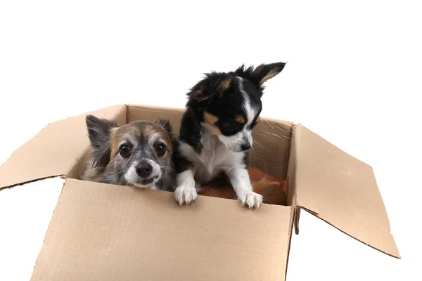 Tři psy čivava v papírové krabičce — Stock fotografie