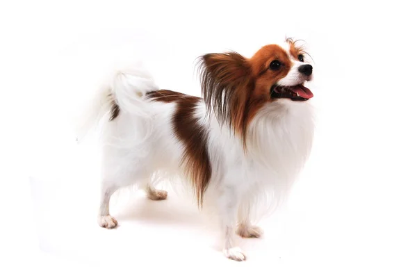 Papillon-Hund isoliert — Stockfoto