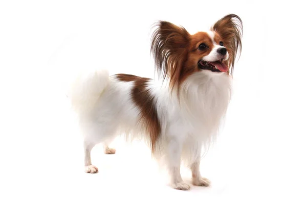 Papillon hund isolerade — Stockfoto