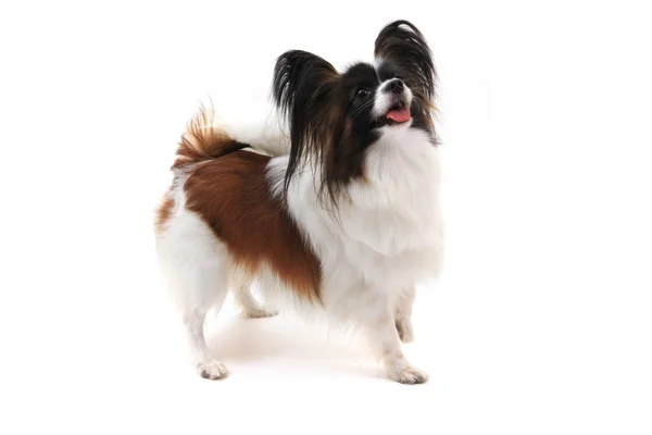 Papillon köpek izole — Stok fotoğraf