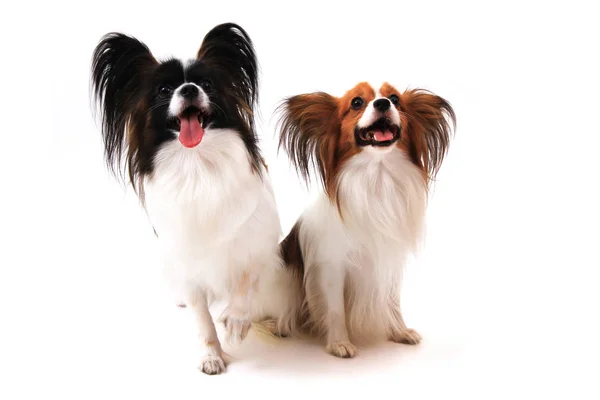 Dois cães papillon isolados — Fotografia de Stock