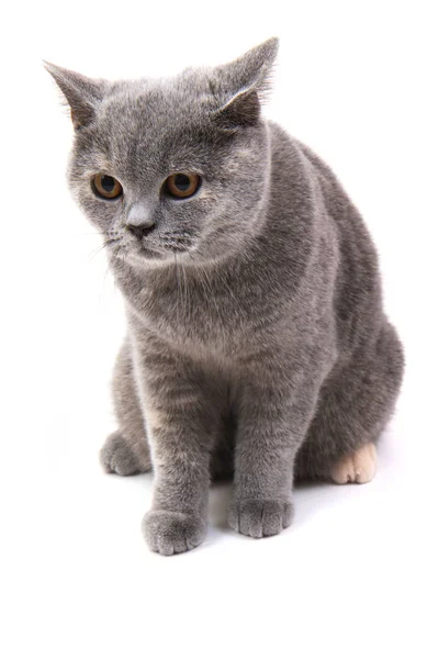 Британская кошка изолирована — стоковое фото