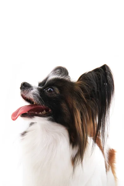 パピヨン犬の分離 — ストック写真