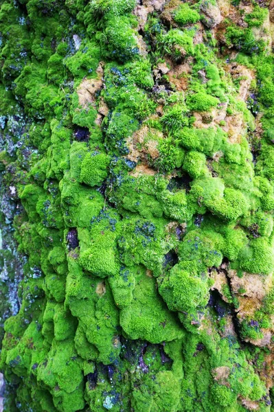 Yeşil yosun dokusu — Stok fotoğraf