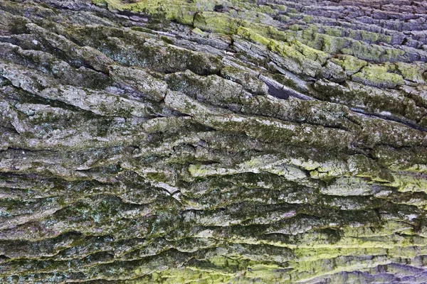 Gammal grön ek bark textur — Stockfoto