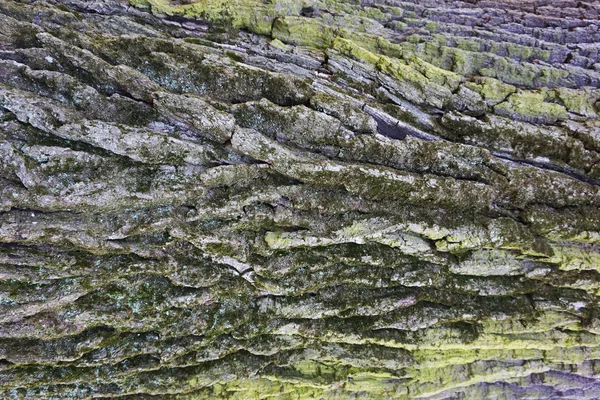 Alte grüne Eiche Rinde Textur — Stockfoto