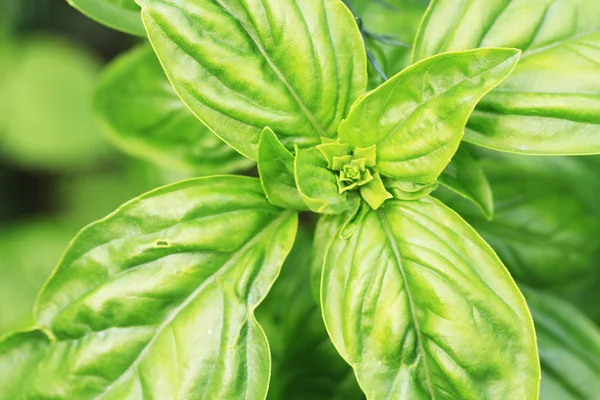 Basil plant texture — Stock Photo, Image