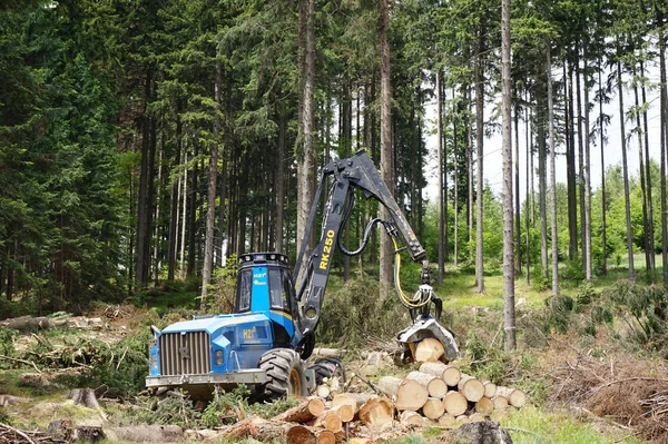 Trä Avverkning Skogen Grön Våren — Stockfoto