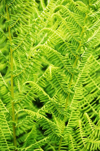 Fougère verte texture végétale — Photo