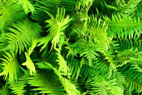 Fougère verte texture végétale — Photo