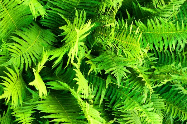 Green fern plant texture — Stock Photo, Image