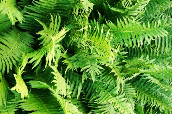 緑のシダ植物テクスチャ — ストック写真