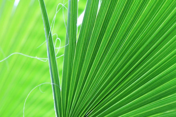 Hojas de palmera textura — Foto de Stock