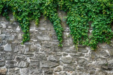 Yeşil yapraklar ve taş duvar
