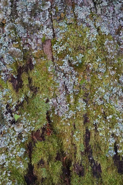 Moss kabuk dokusu — Stok fotoğraf