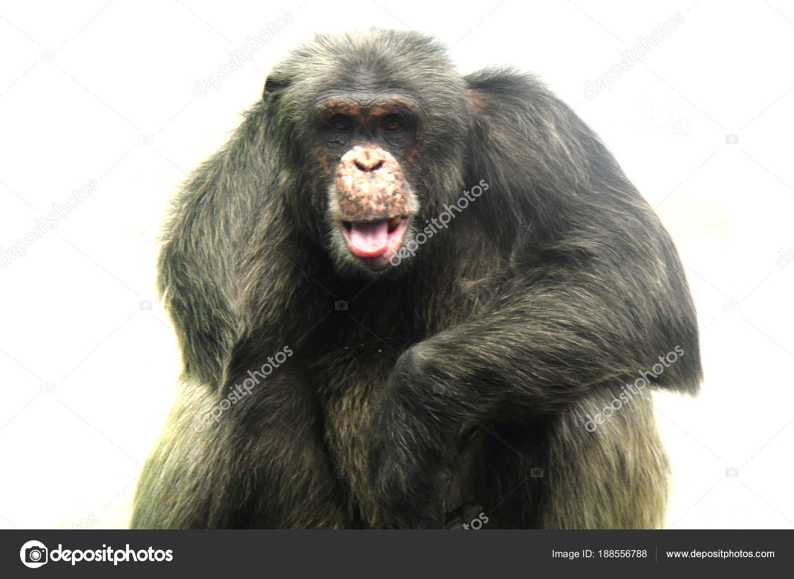 old chimpanzee teeth old chimpanzee teeth