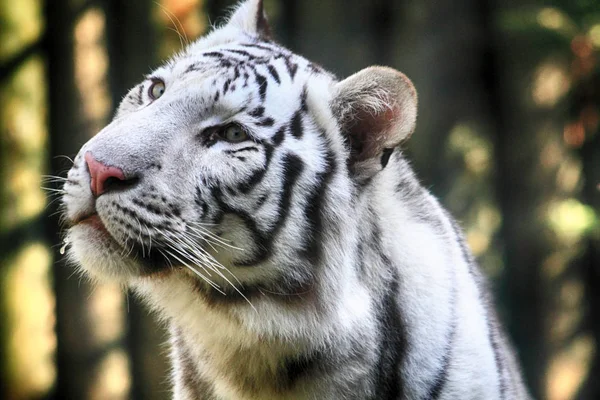 Белая голова тигра — стоковое фото