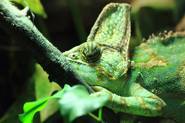 Зеленый хамелеон в джунглях — стоковое фото