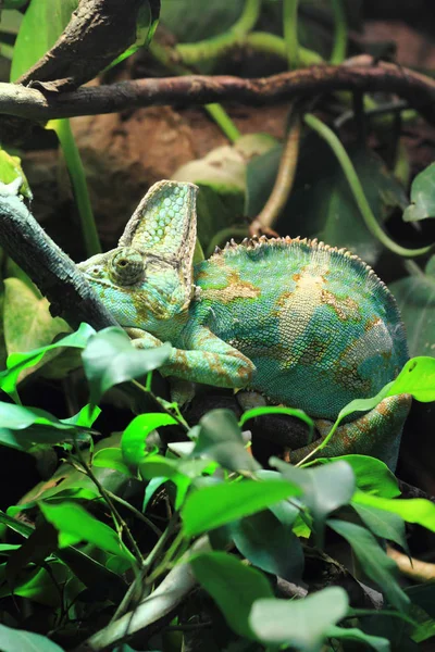 Green chameleon in the jungle — Stock Photo, Image