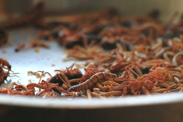 蠕虫作为食物 — 图库照片