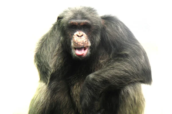 Oude chimpansee geïsoleerd — Stockfoto