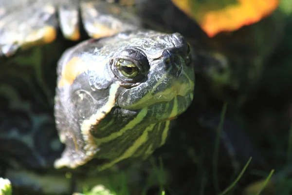 Water turtle head — Stock Photo, Image