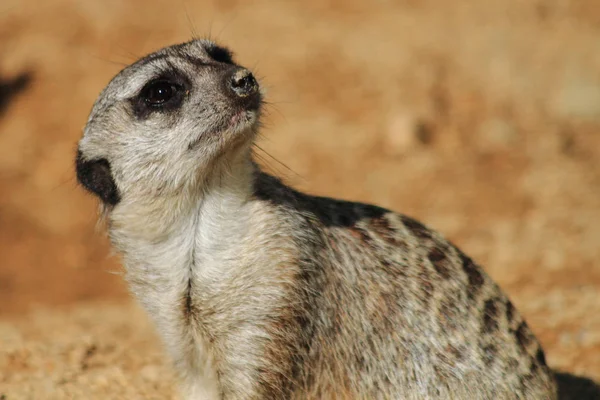 Detalle del animal suricata —  Fotos de Stock