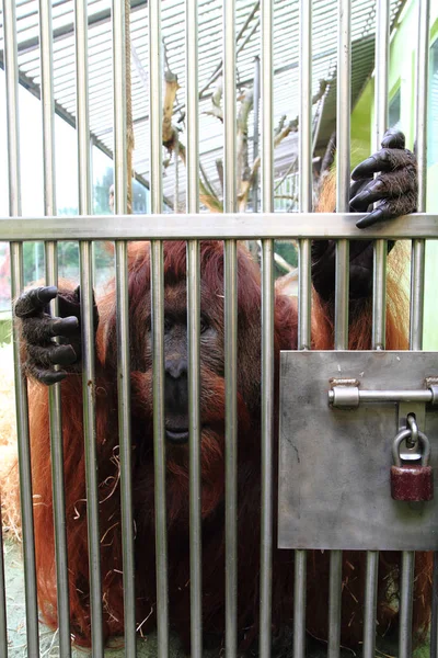 Orangutan małpa jako więzień — Zdjęcie stockowe