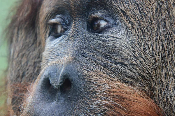 Orangutan głowy małpy — Zdjęcie stockowe