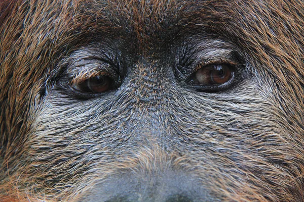 Orangutan głowy małpy — Zdjęcie stockowe