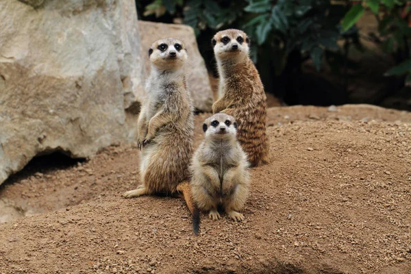 Groupe d'animaux de suricata — Photo