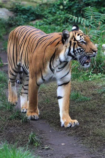 Оранжевый тигр в зеленой траве — стоковое фото