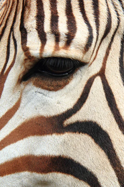 Detail of zebra head — Stock Photo, Image