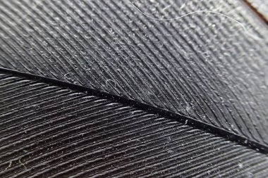 geçiş yumuşatma doku mikro fotoğraf