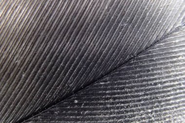 geçiş yumuşatma doku mikro fotoğraf