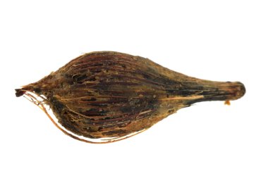 palmiye yağı tohum izole