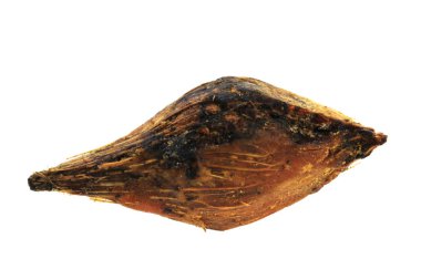 palmiye yağı tohum izole