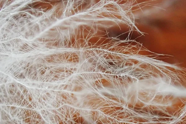 Micro foto de textura de pena — Fotografia de Stock