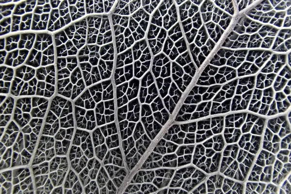 micro photo of leaf texture