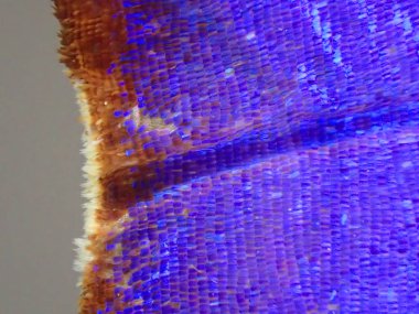 Kelebek kanat ayrıntı