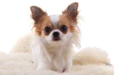 Chihuahua dinleniyor