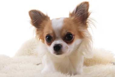 Chihuahua dinleniyor