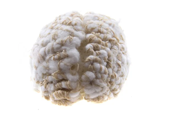 Ανθρώπινος εγκέφαλος απομονωθεί — Φωτογραφία Αρχείου