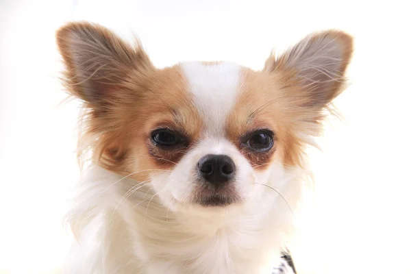 Chihuahua är placerad — Stockfoto