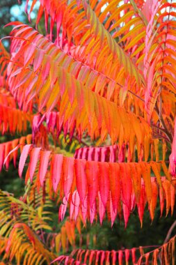 sonbahar renk doku bırakır 