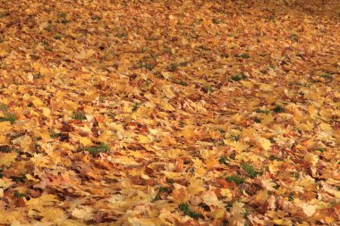 sonbahar renk doku bırakır 