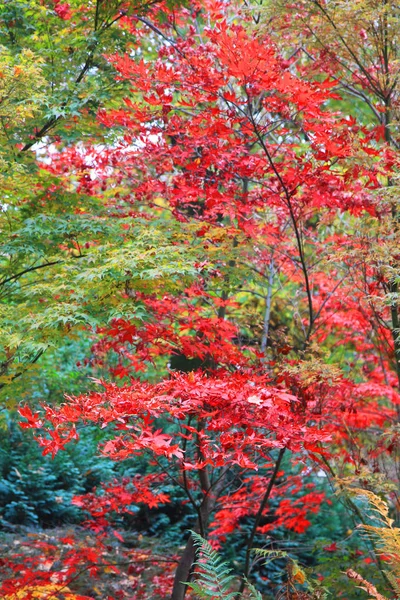 Autumn color leaves texture — Stock Photo, Image