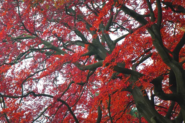 Autumn color leaves texture — Stock Photo, Image