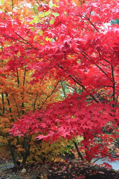 秋の色葉テクスチャ — ストック写真