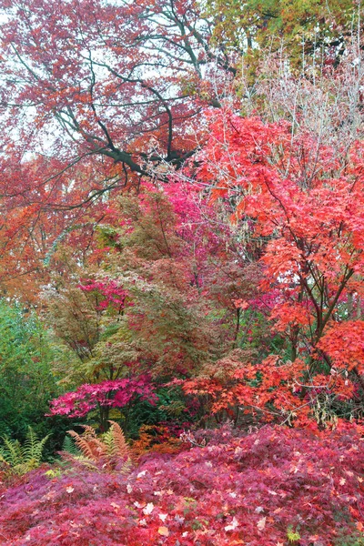 Podzimní barvy listí textur — Stock fotografie